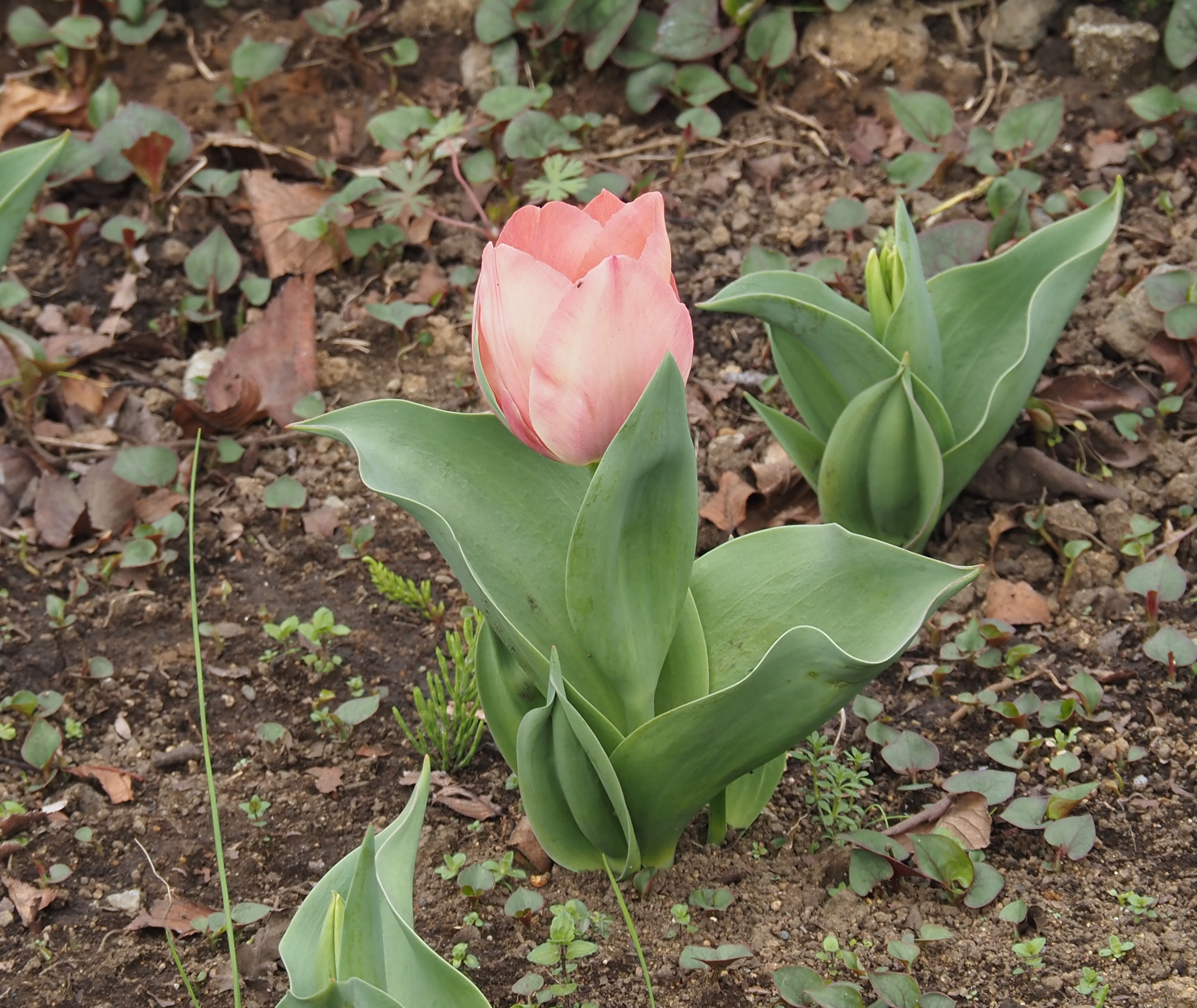 お花見のご案内