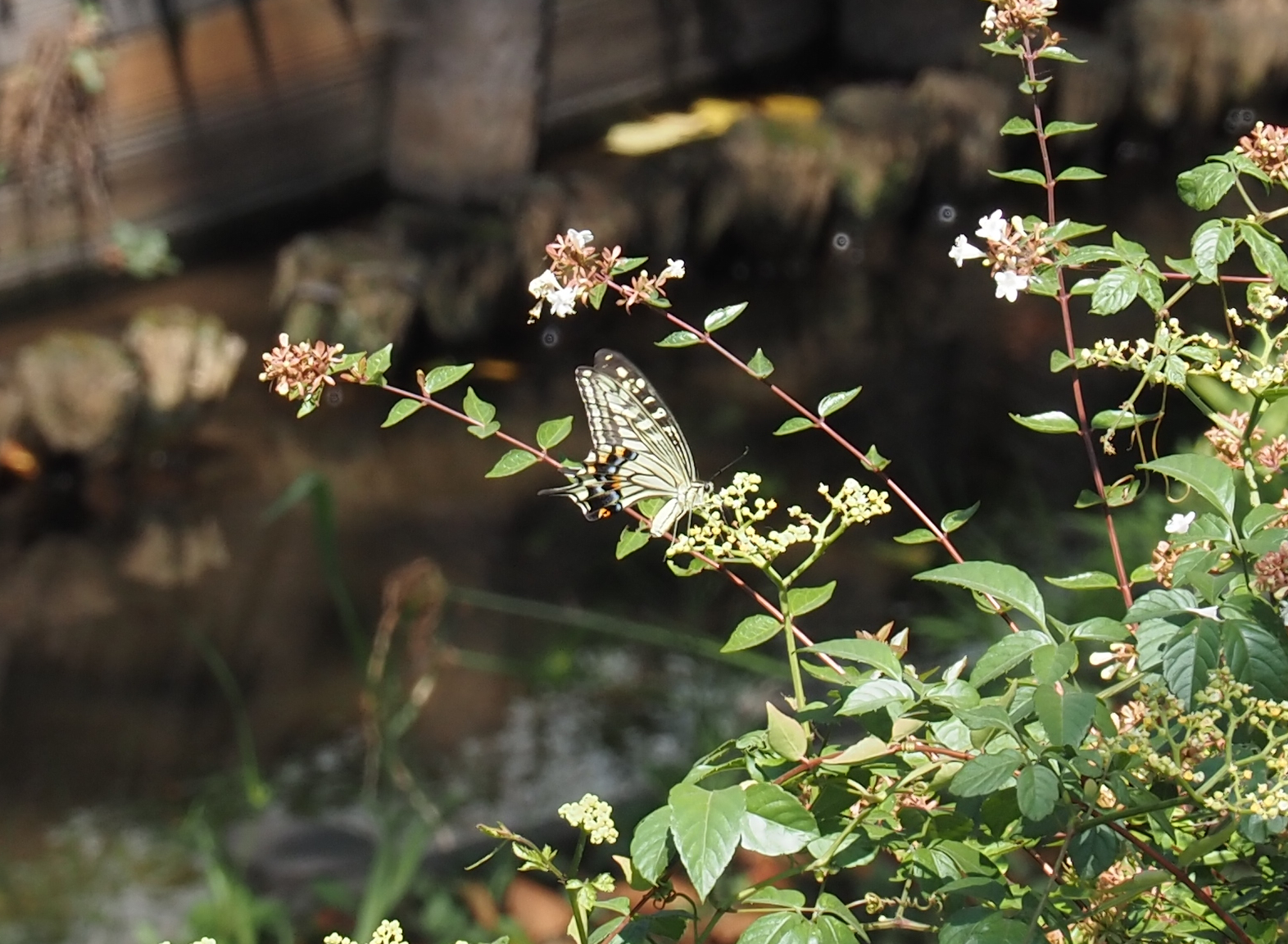 残暑お見舞い申し上げます